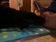 Playing with a vibrator and a dog